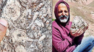 In a 1st, marine fossils unearthed in Ladakh
