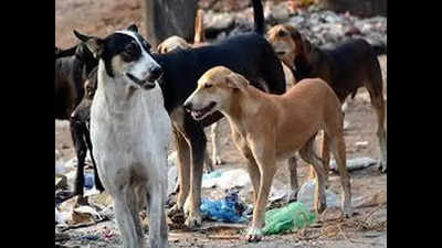 Stray dog menace in Uttarakhand: Sterilization programme running in only 4 districts, locals call out situation