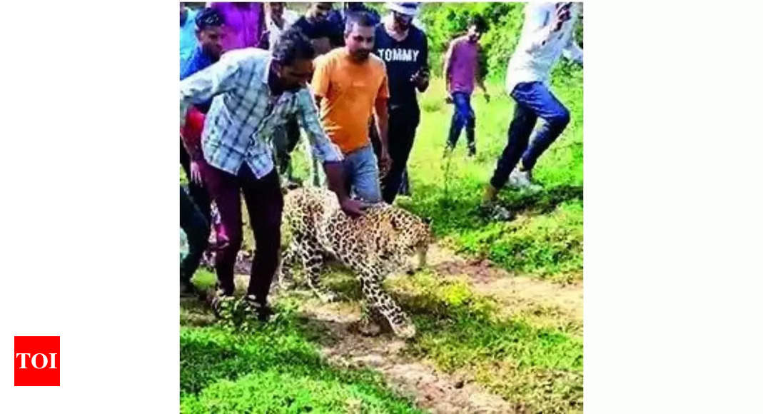 Ailing and weak leopard abused by MP villagers | India News – Times of India