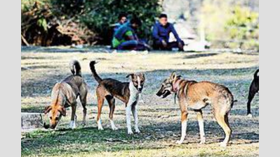 Stray dog menace: Sterilisation prog running in only 4 districts, locals call out situation