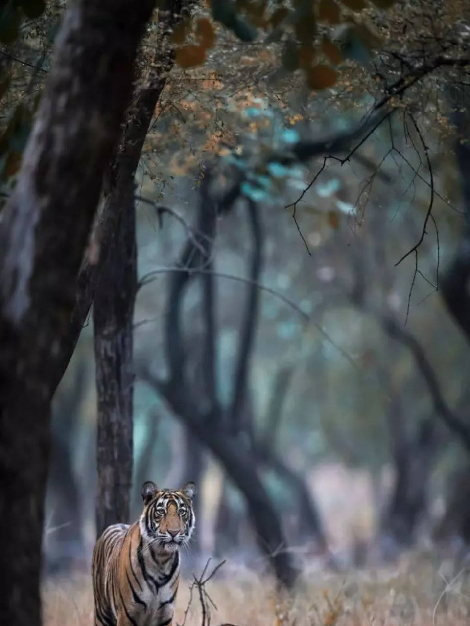 Indochinese tigers at Phong Nha-Ke Bang National Park