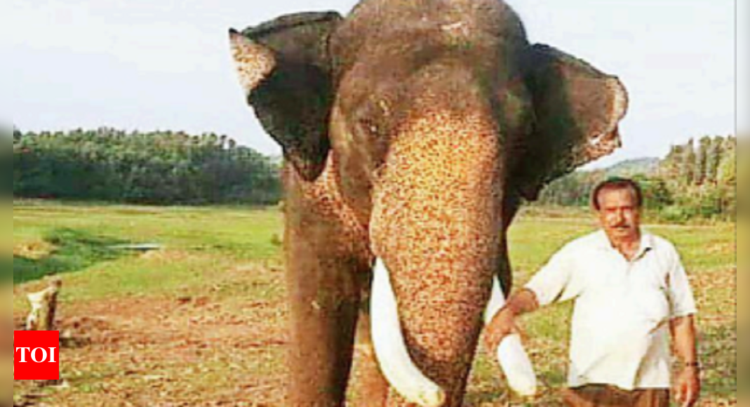 Tusker Kills Shooter Hired To Tranquillize It In Karnatakas Hassan Operation Called Off 7307