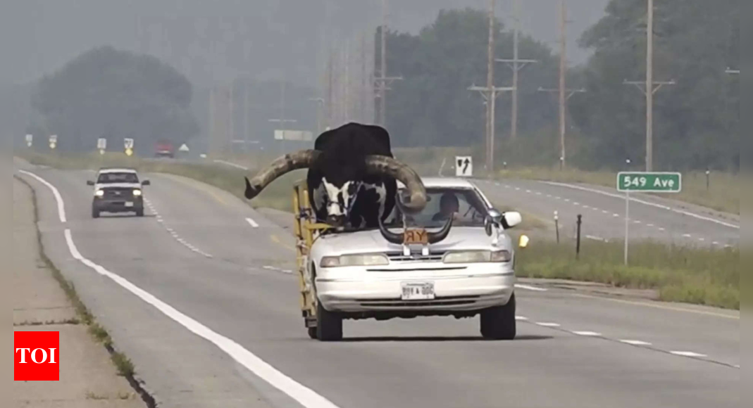 Nebraska: ‘Hei Dodi’: Polisi menepikan seorang pria Nebraska karena mengendarai mobil dengan seekor banteng besar di kursi penumpang