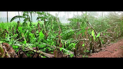 Rain Damage: 10k Banana Trees Worth ₹70 Lakh Damaged In Rain ...