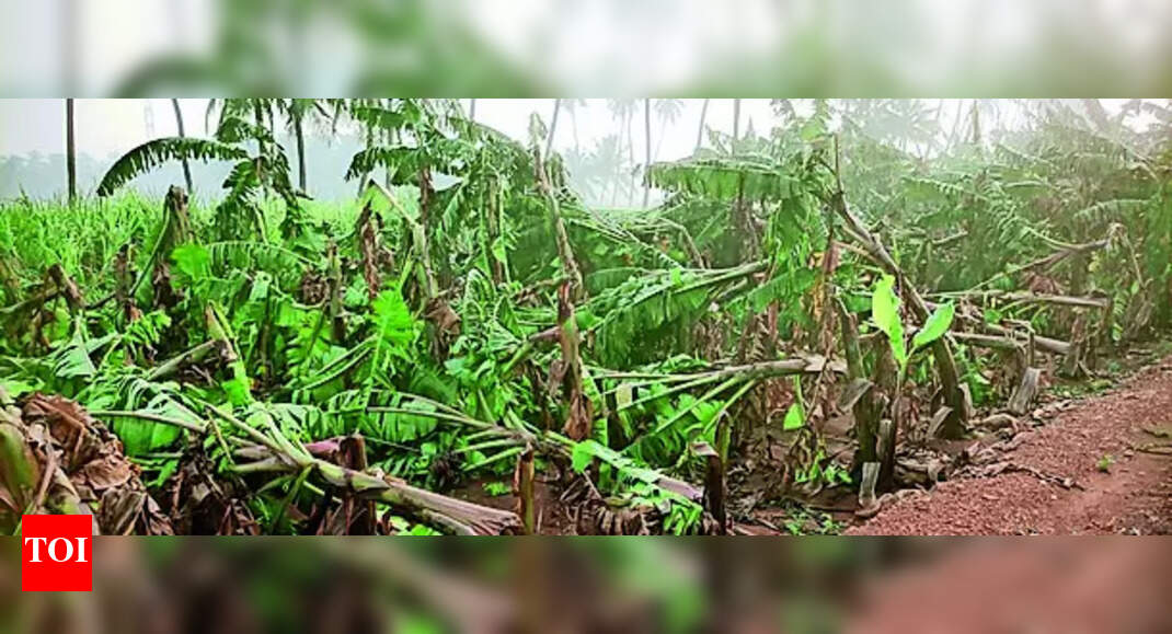 Rain Damage 10k Banana Trees Worth ₹70 Lakh Damaged In Rain