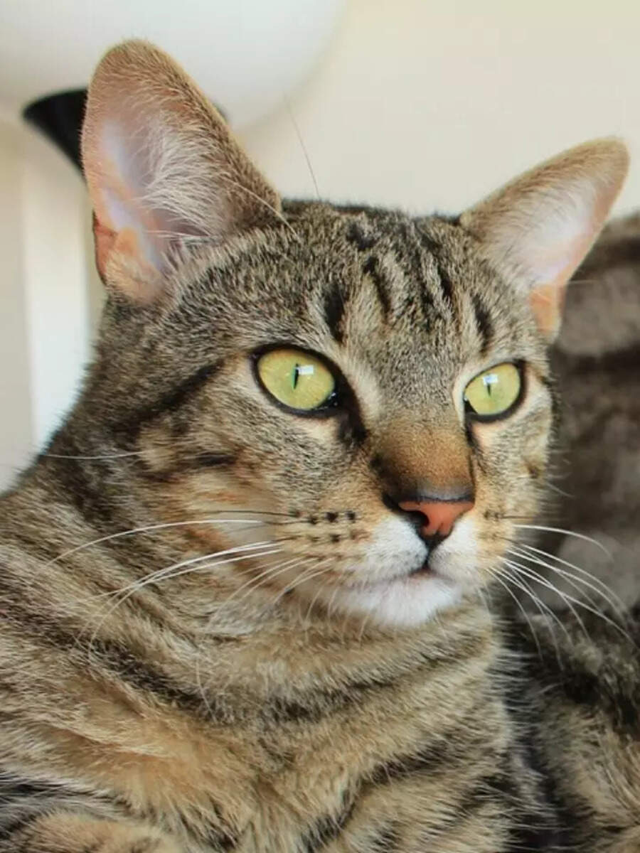 Top 10 Most Expensive Cat Breeds In The World 2023 Times Now