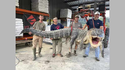 Shocking! 14 feet long alligator caught by hunters