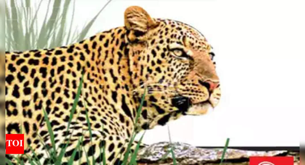 Male leopard found dead in Punjab's Ropar; consigned to flames after ...