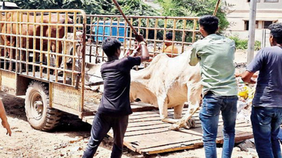 AMC chief flays execution of cattle SOP