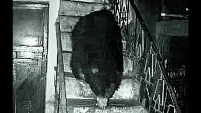 In Kotagiri, footage of sloth bear in residential area creates panic