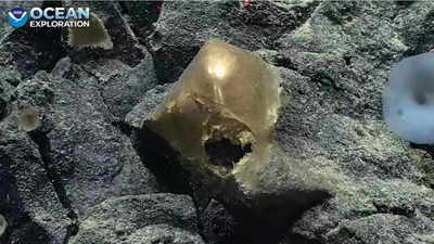 Mysterious golden egg discovered at the bottom of Pacific Ocean