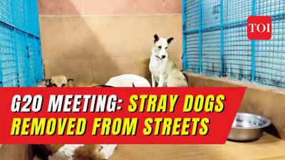 Viral video: Civic workers seen ‘forcibly’ removing street dogs ahead of G20 summit