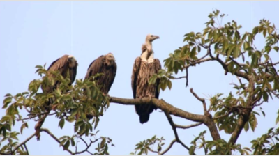 Wildlife experts call for 'vulture cafes' to ensure survival, conservation