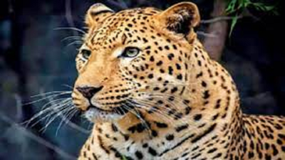 Leopards looking for easy prey: Forest dept