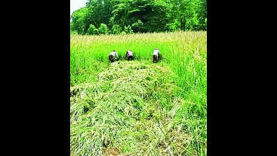 Weed clearing in Debrigarh meadows