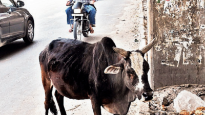 Dragged by stray cow for 100m, elderly man from Zirakpur loses battle of life