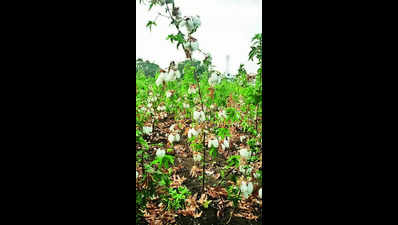 M’wada agri uni first in state to develop Bt cotton varieties