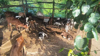 Mumbai: 43 cows illegally kept inside Versova mangroves rescued