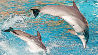 Dolphin numbers rise, marine safari promises a splash