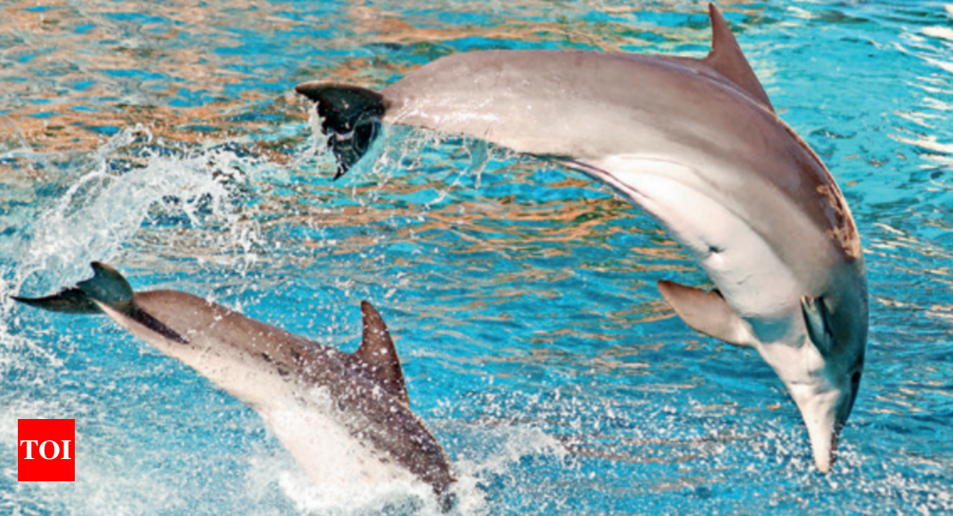 Dolphin numbers rise, marine safari promises a splash