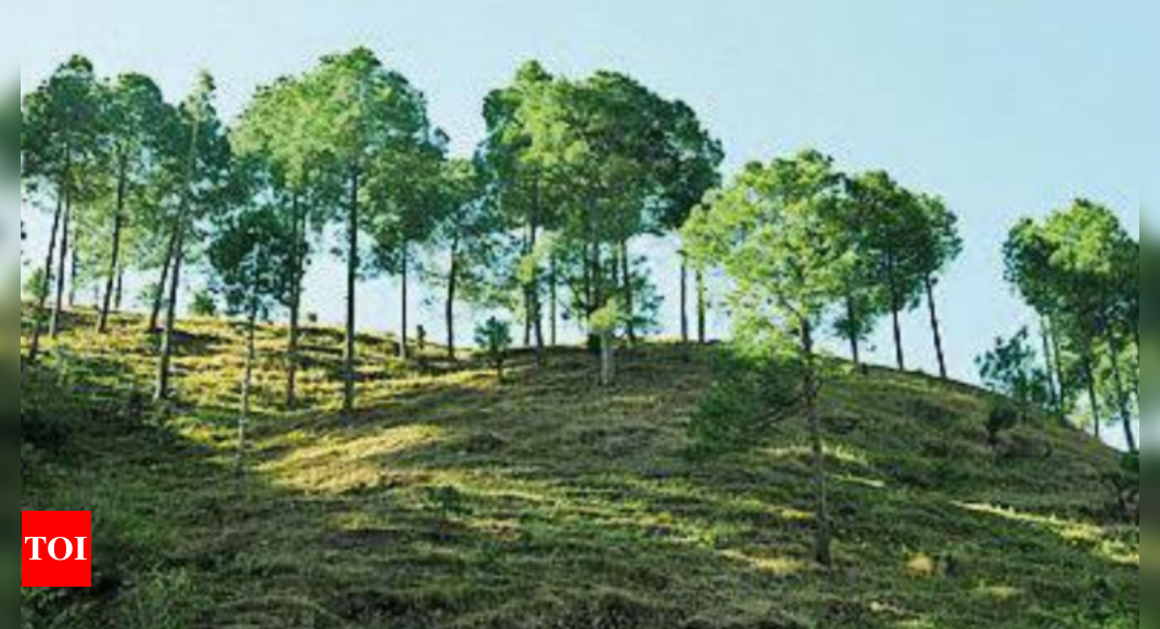 Under-age chir pine trees being illegally extracted for resin in U ...