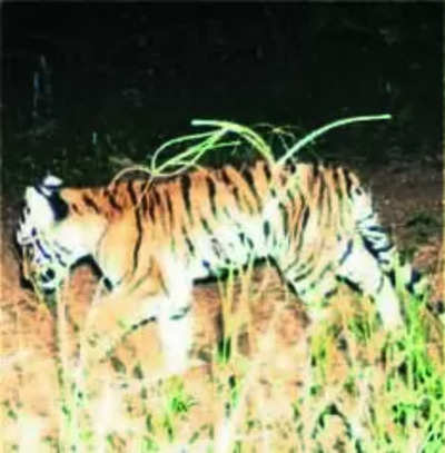 For these tiger cubs, it's all child's play!