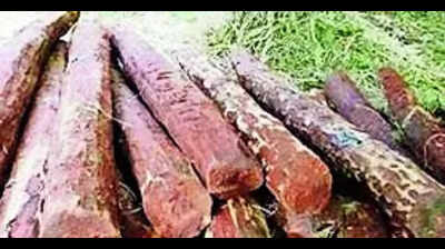 Red Sanders: Government Auctions Red Sanders For ₹28cr | Mangaluru News ...