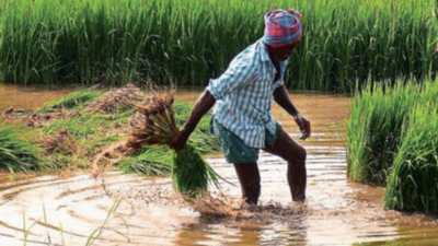 Full crop insurance cover for every farmer in Andhra Pradesh