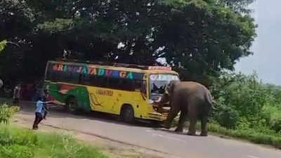 Tusker attacks private bus, creates panic among public in Andhra Pradesh