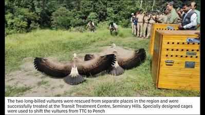 Two vultures reunited with wild in Pench Tiger Reserve