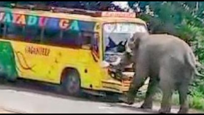 Tusker attacks bus, sparks panic in Andhra Pradesh's Manyam district