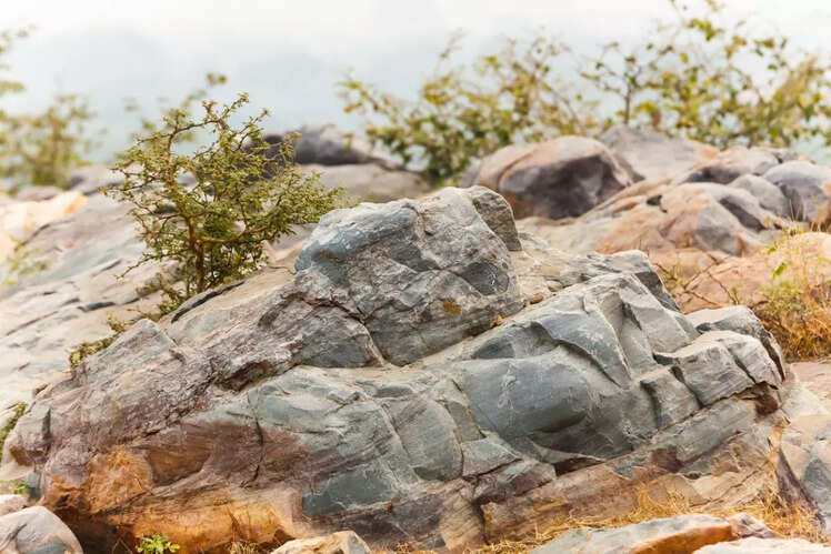Visit Govardhan Hill