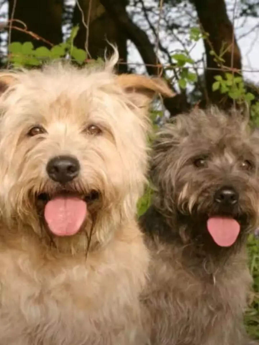 5 Dog Breeds That May Go Extinct Soon | Times Now