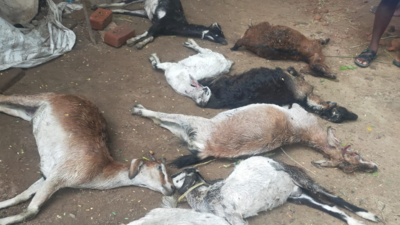 Eight goats found dead near Tiruvallur; villagers suspect leopard attack