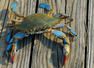 Blue crabs invade Italian waters; turn into delicacy