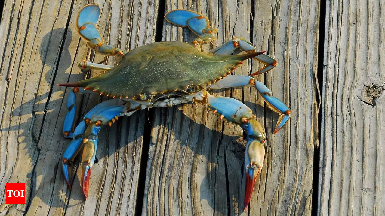 Stacking Up JUMBO BLUE CRABS with Nets (CATCH AND COOK) 