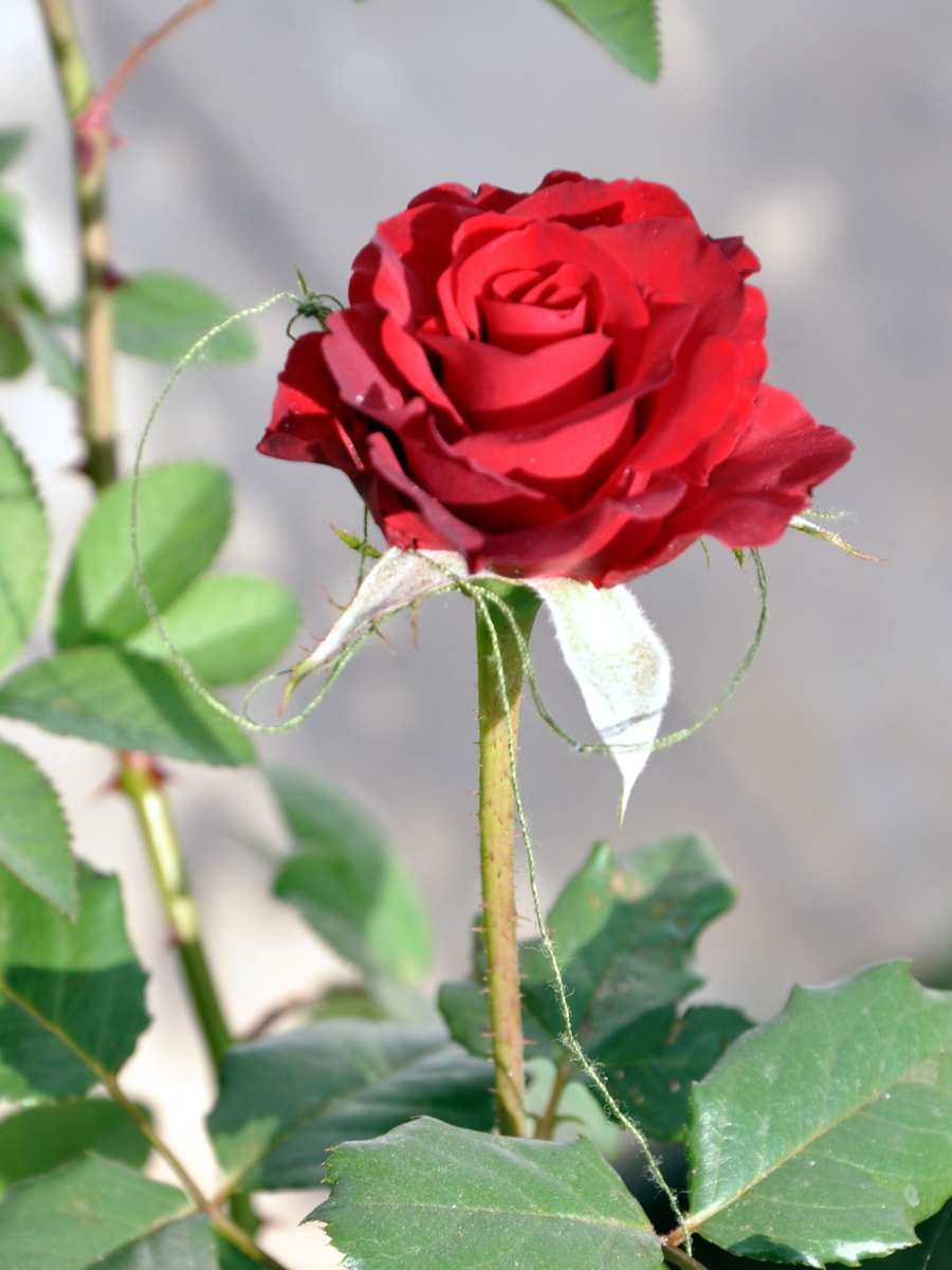 9 Sweetsmelling plants for your garden Times of India