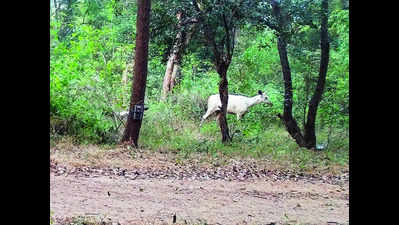 ‘White’ sambar spotted in Cauvery sanctuary