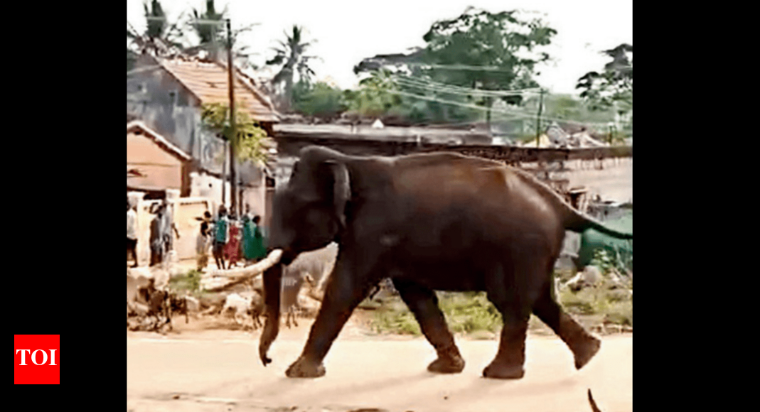 Experts on human-animal conflict: Ad hoc solutions won’t help, need ...