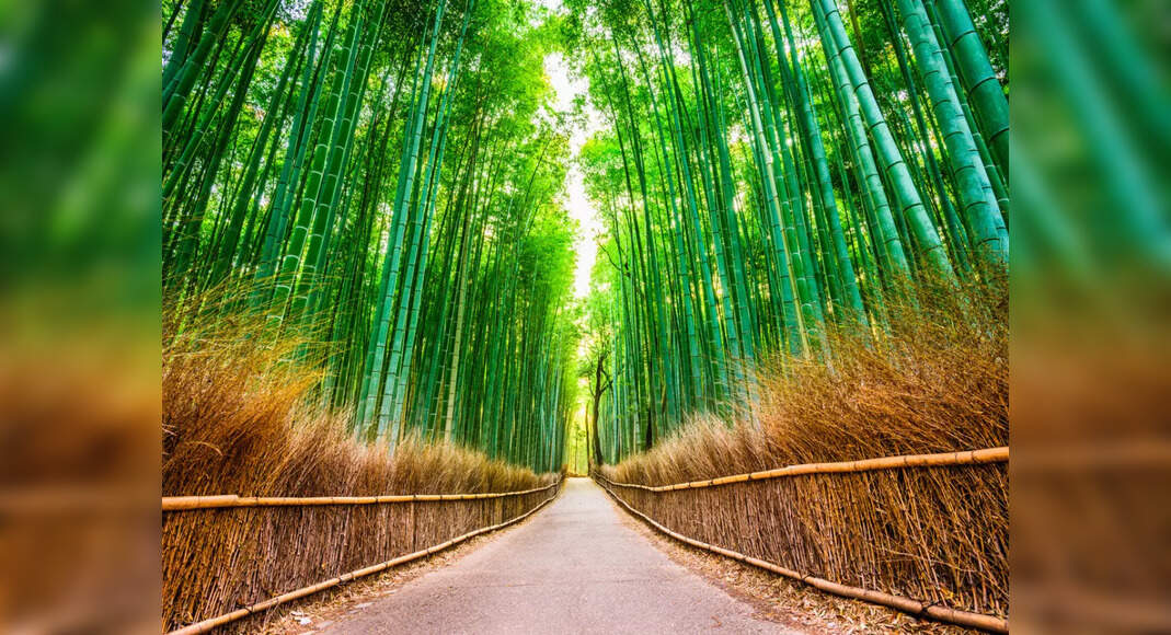 This iconic bamboo grove is Tokyo's top attraction and rightly so