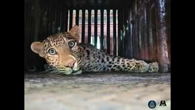 Wildlife SOS rescues leopardess from net trap in sugar cane field