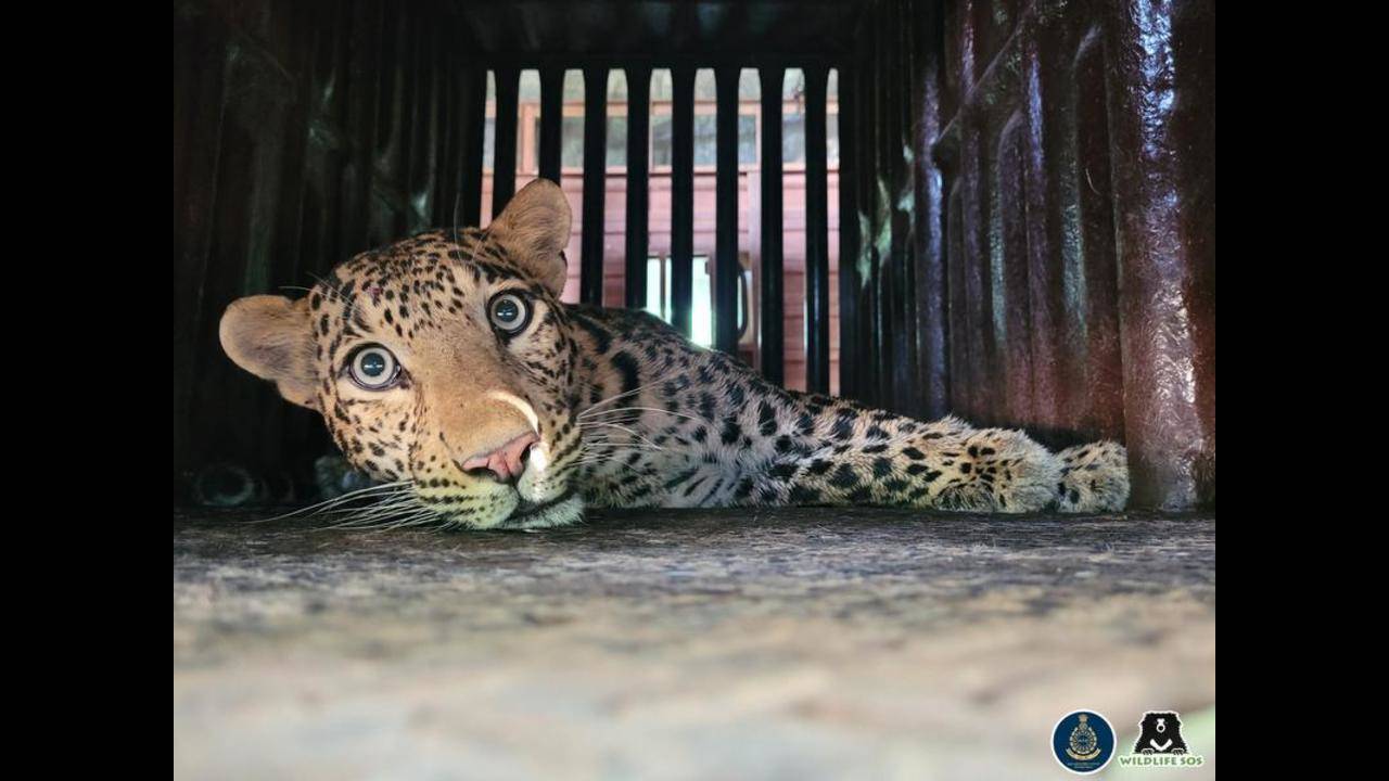 A Day At The Manikdoh Leopard Rescue Centre! - Wildlife SOS