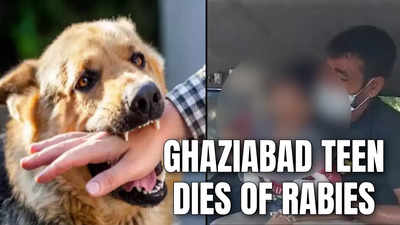 Sunita Dog Xxx - Rabies Infection: 14-yr-old Boy Dies, Month After He Was Bitten By Dog |  Ghaziabad News - Times of India