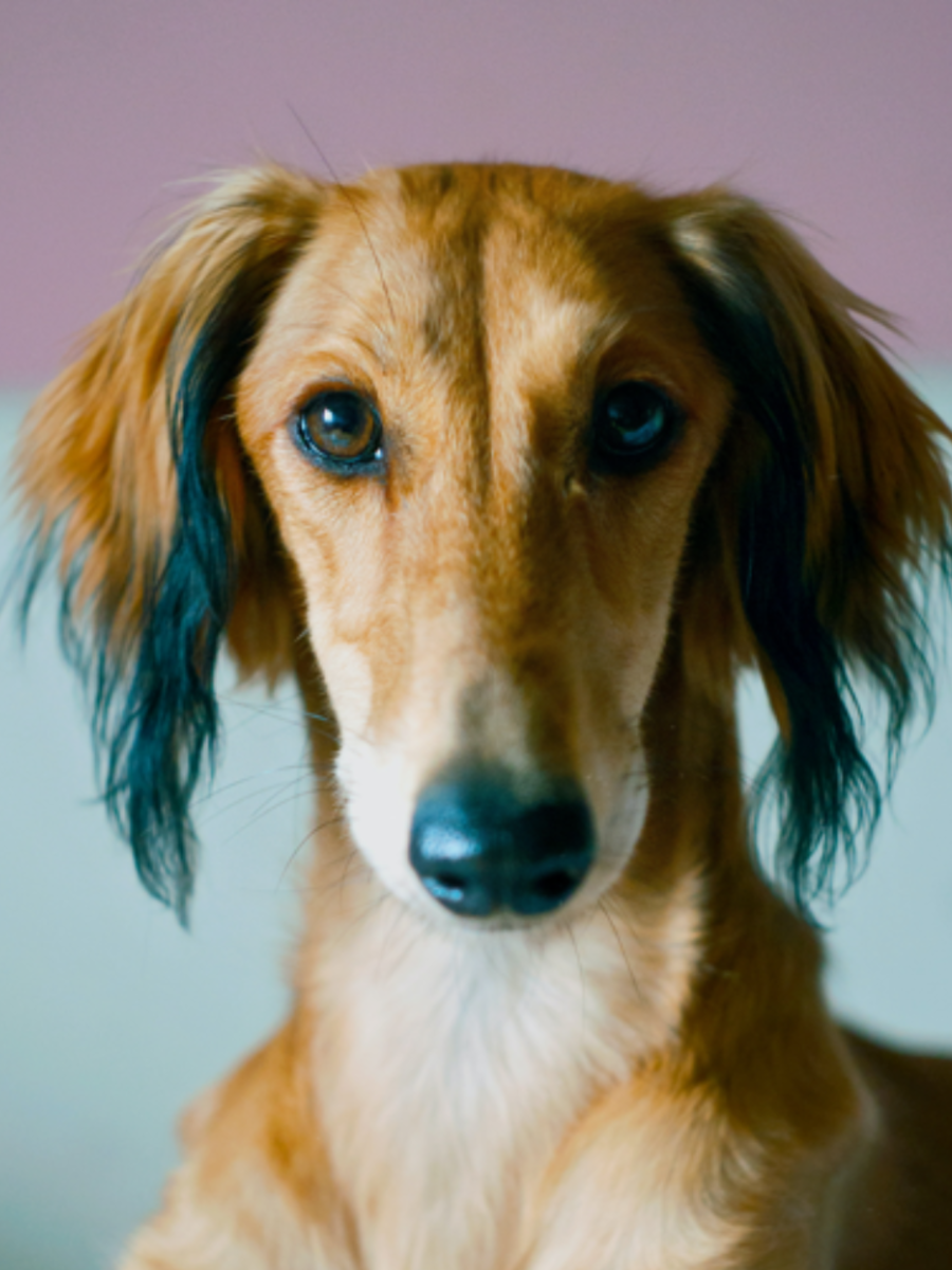 8 Dog Breeds That Shed The Least Hair Times Now