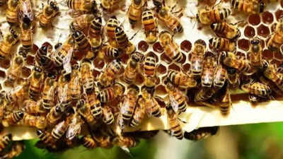Swarm of bees stings UP pilgrims, leaves 1 dead
