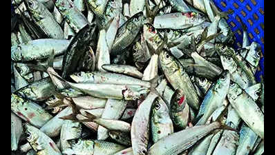 Industry: Sardine Genome May Explain Climate Change Impact On Small Pelagics