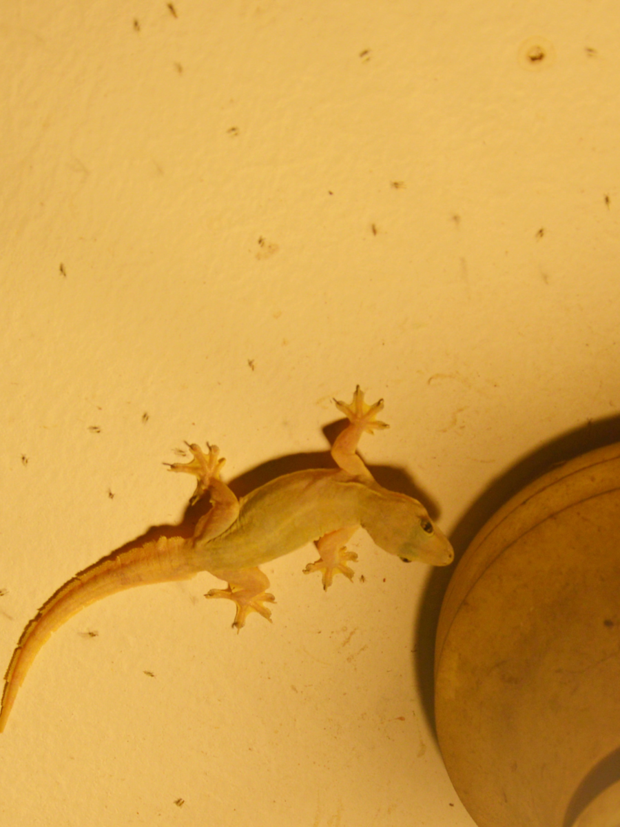 8 Easy ways to control lizards at home Times of India