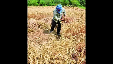 UAS develops new drought resistant varieties of crops