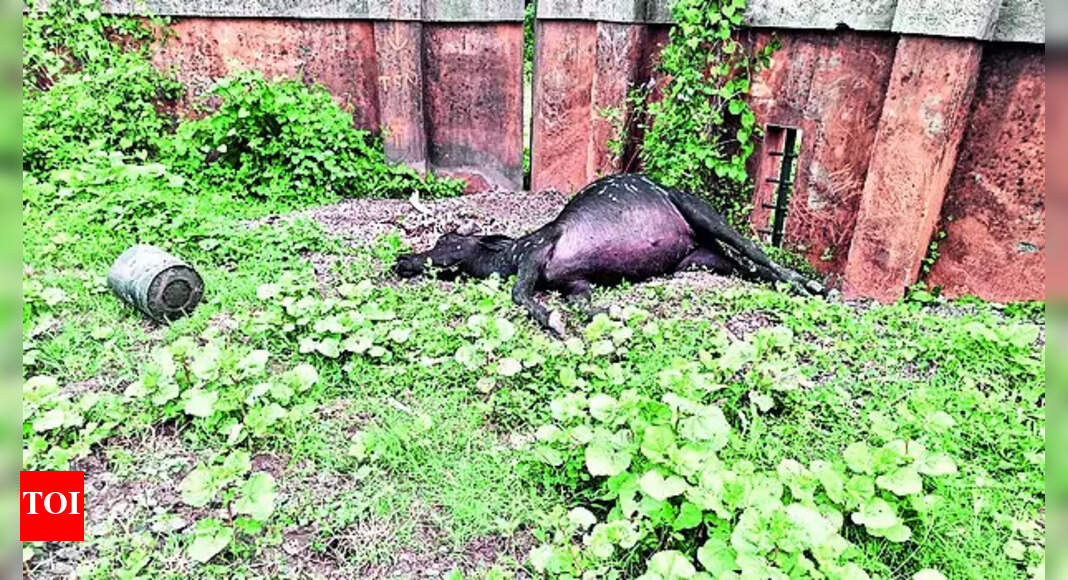 paleontology-10-buffaloes-die-in-hazira-gpcb-starts-investigation