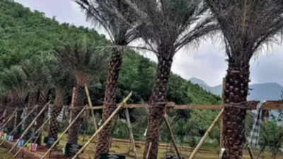 Odisha govt backs palm tree plantation drive to prevent lightning deaths